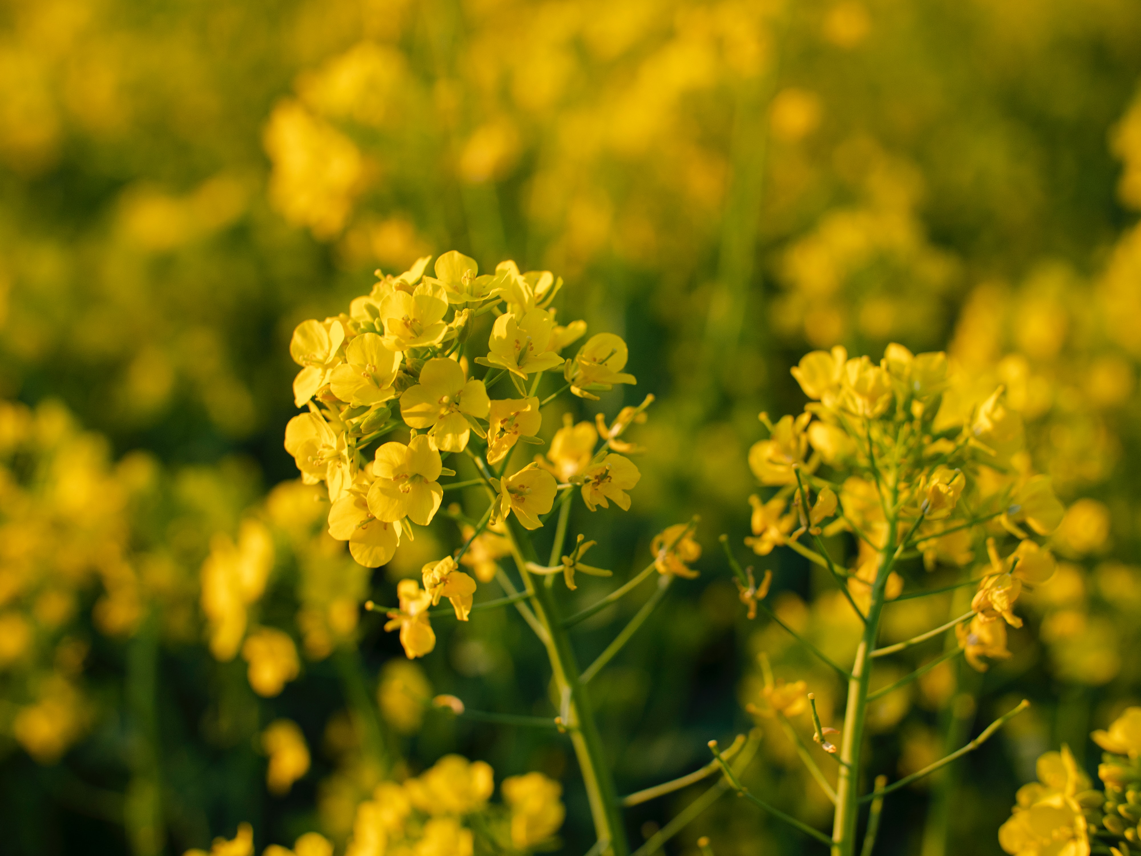 Yellow Mustard plant in a field
