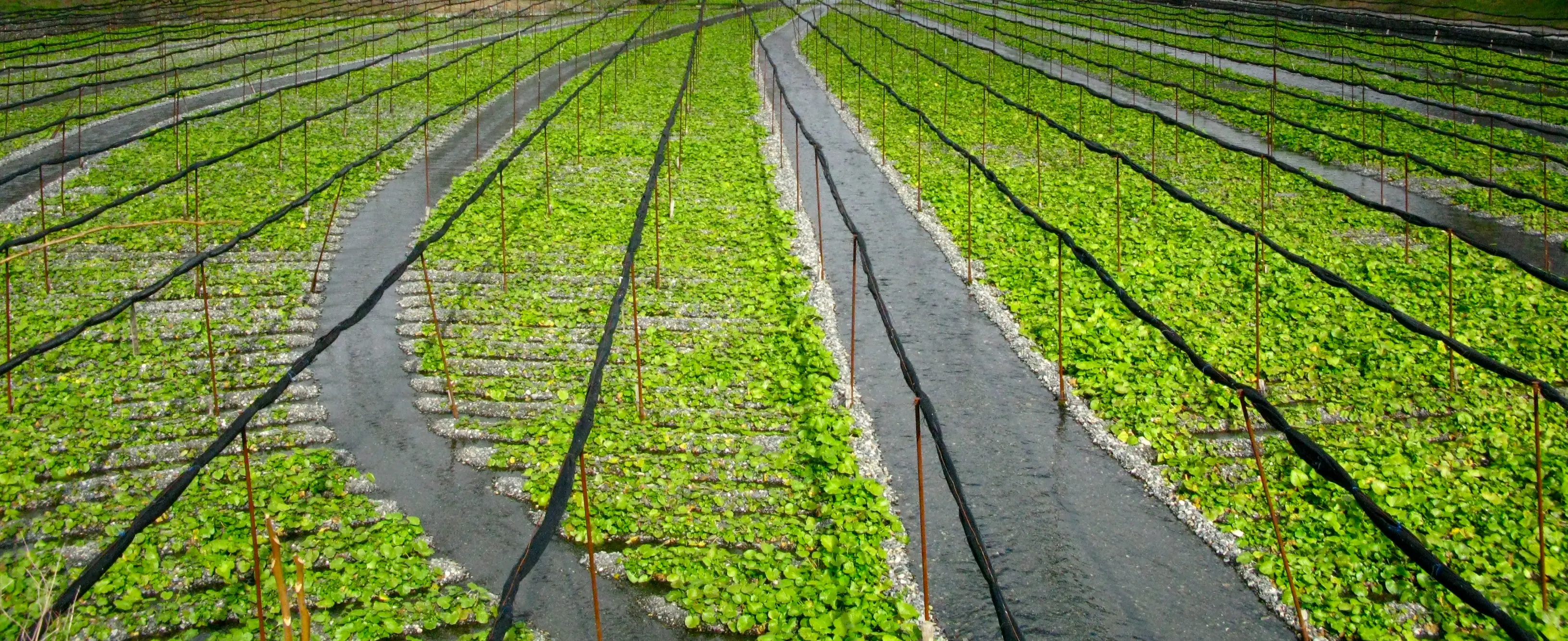 Real Wasabi Plants being grown on a farm
