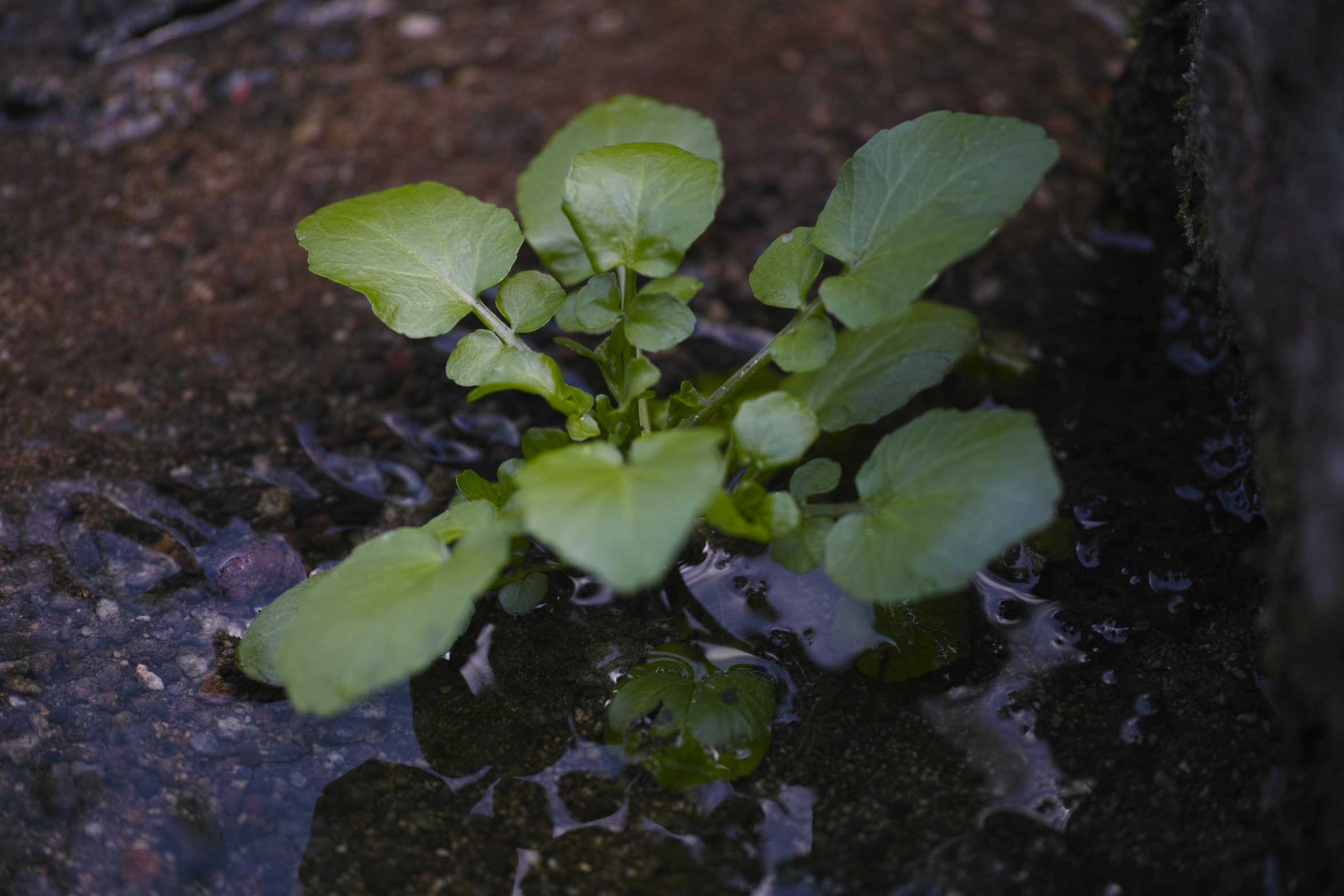 Wasabi Leaf Close up