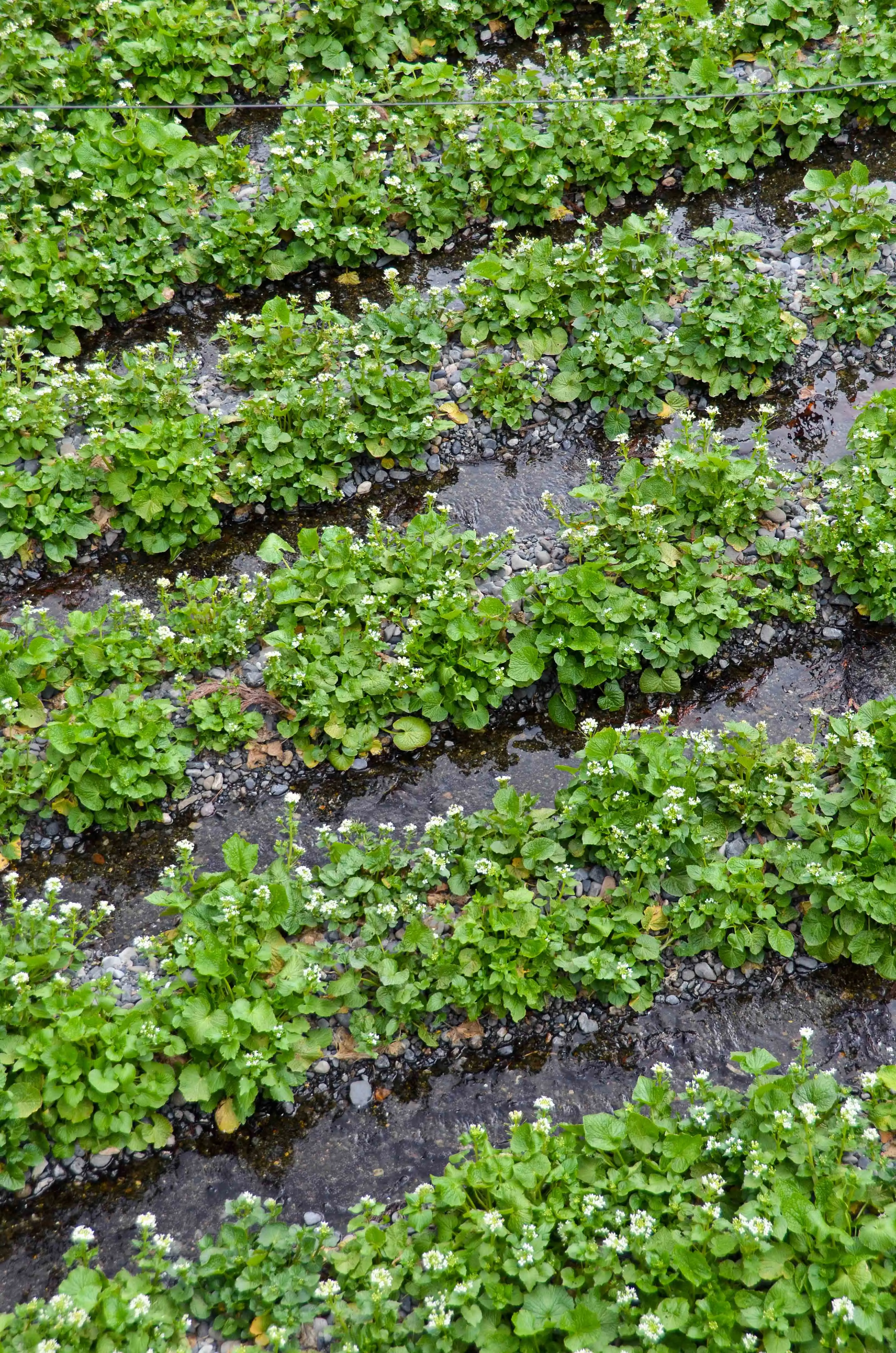 Rows of Wasabi Plants