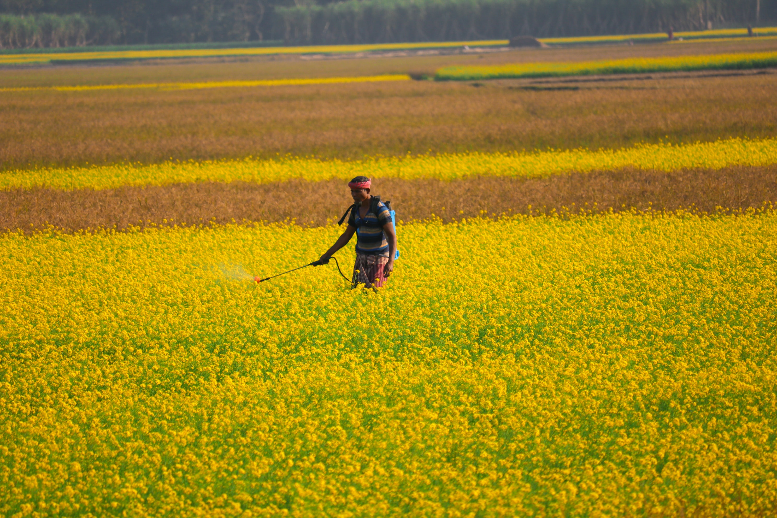 Yellow Mustard plant in a field