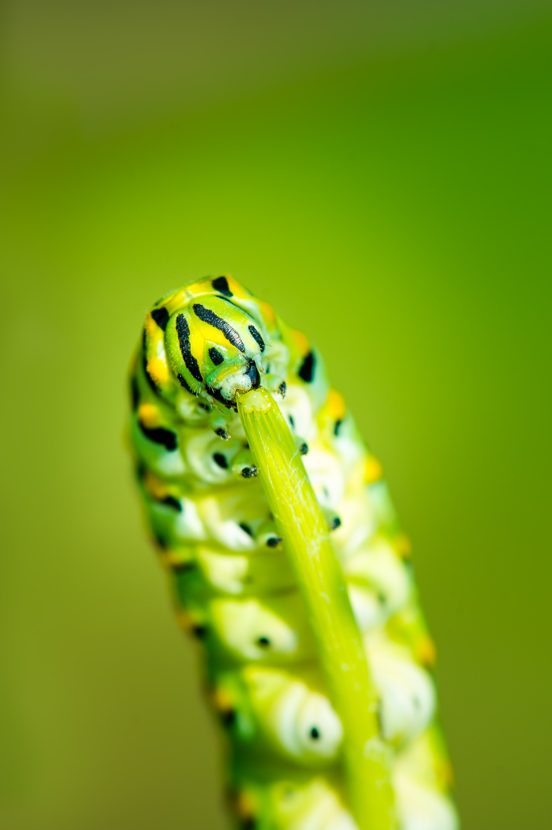 Catepillar Eating A Plant